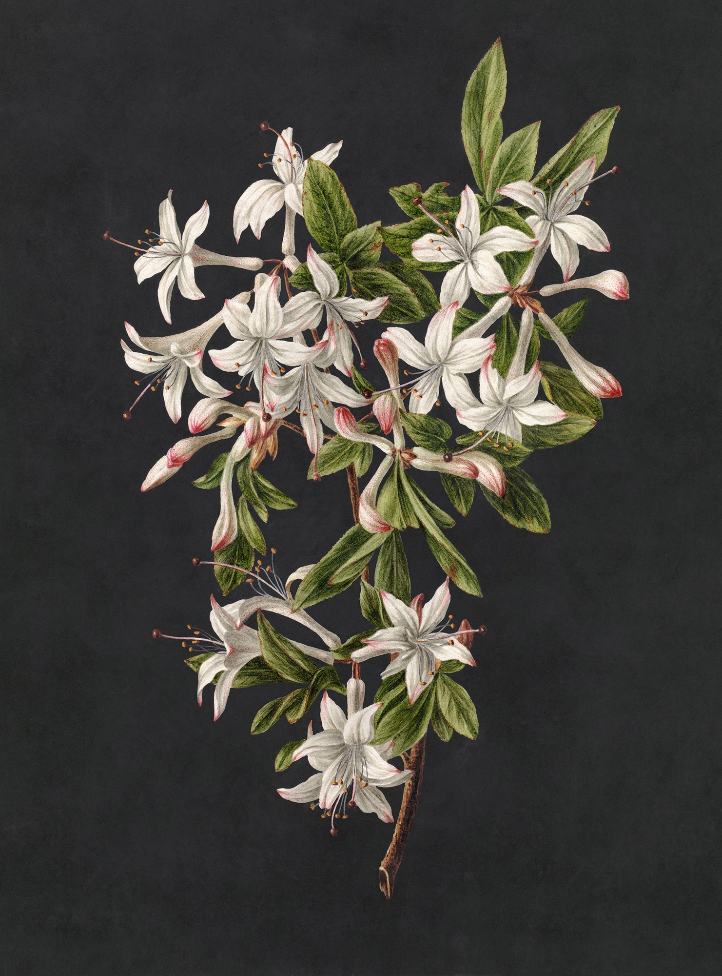 living walls Fototapete »Walls by Patel Midnight Garden« glatt Vlies, Wand günstig online kaufen