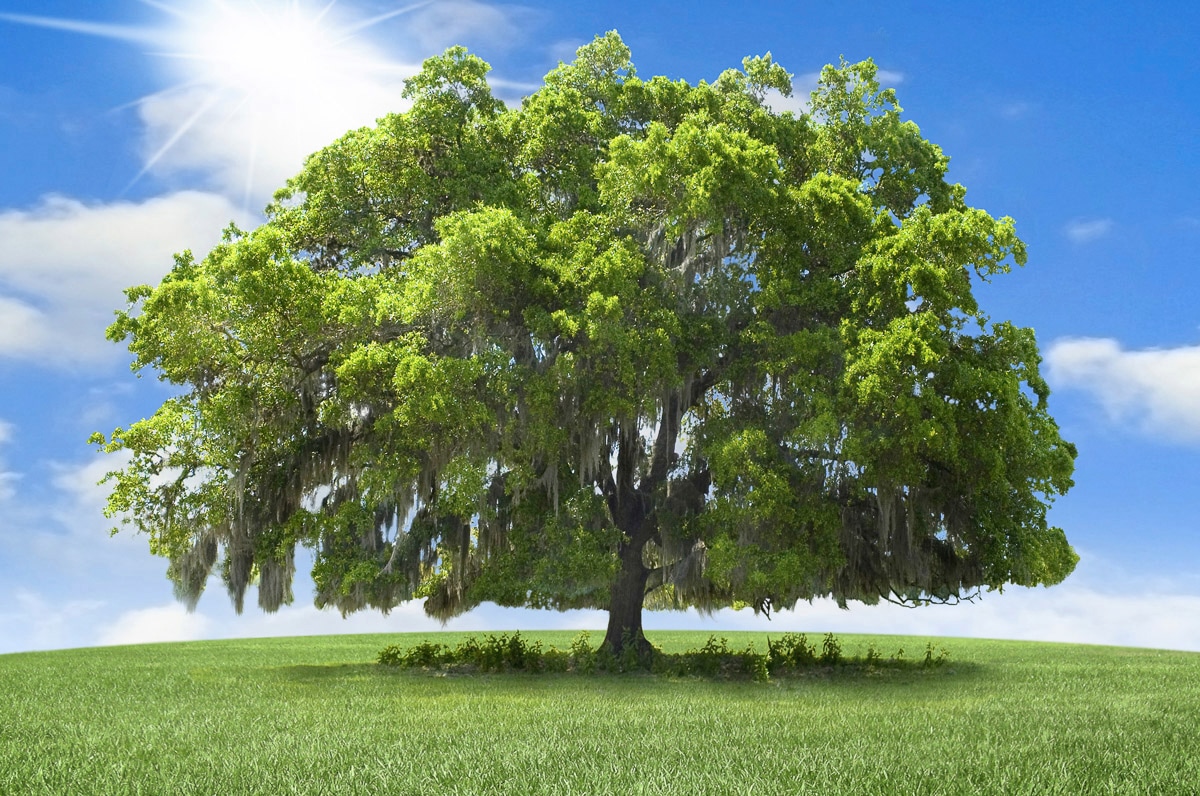 Papermoon Fototapete »baum in landschaft« günstig online kaufen