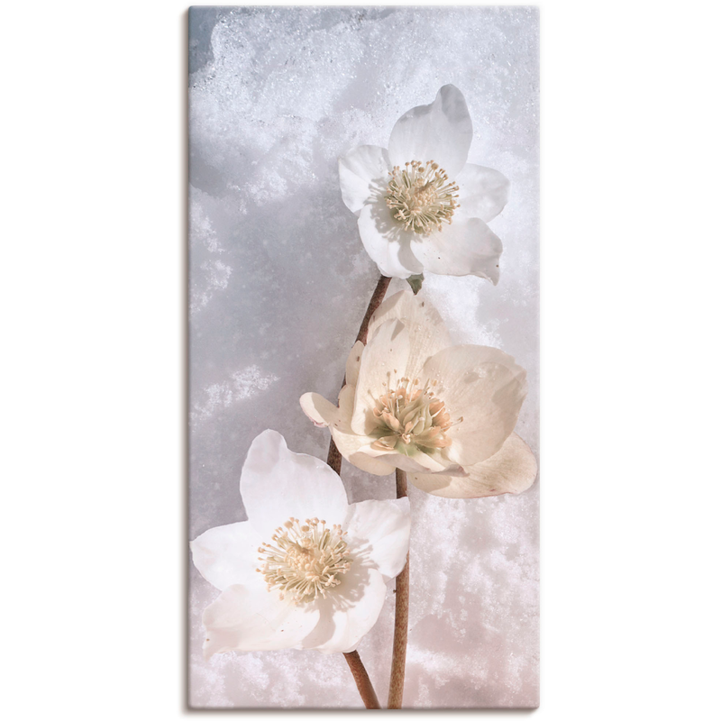 ARTLAND Wandbild »Christrose im Schnee« 1 Stk. tlg. als Leinwandbild, Poster in verschied. Größen Farbe Bild(er): schwarz