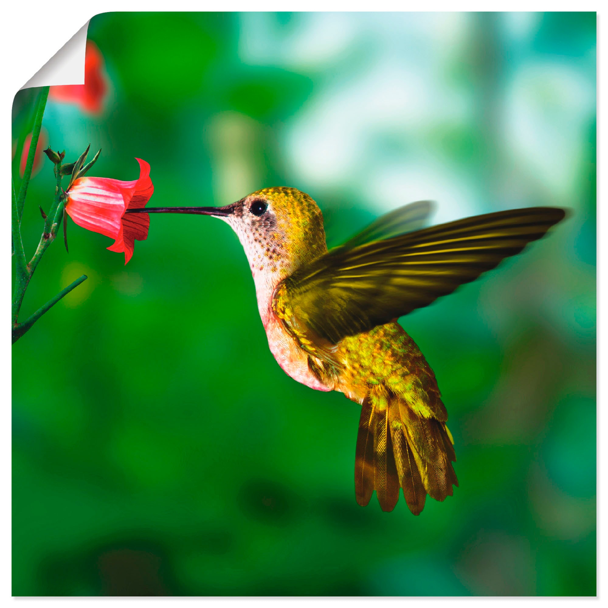Artland Wandbild »Kolibri«, Vögel, (1 St.), als Alubild, Outdoorbild, Leinwandbild, Poster in verschied. Größen
