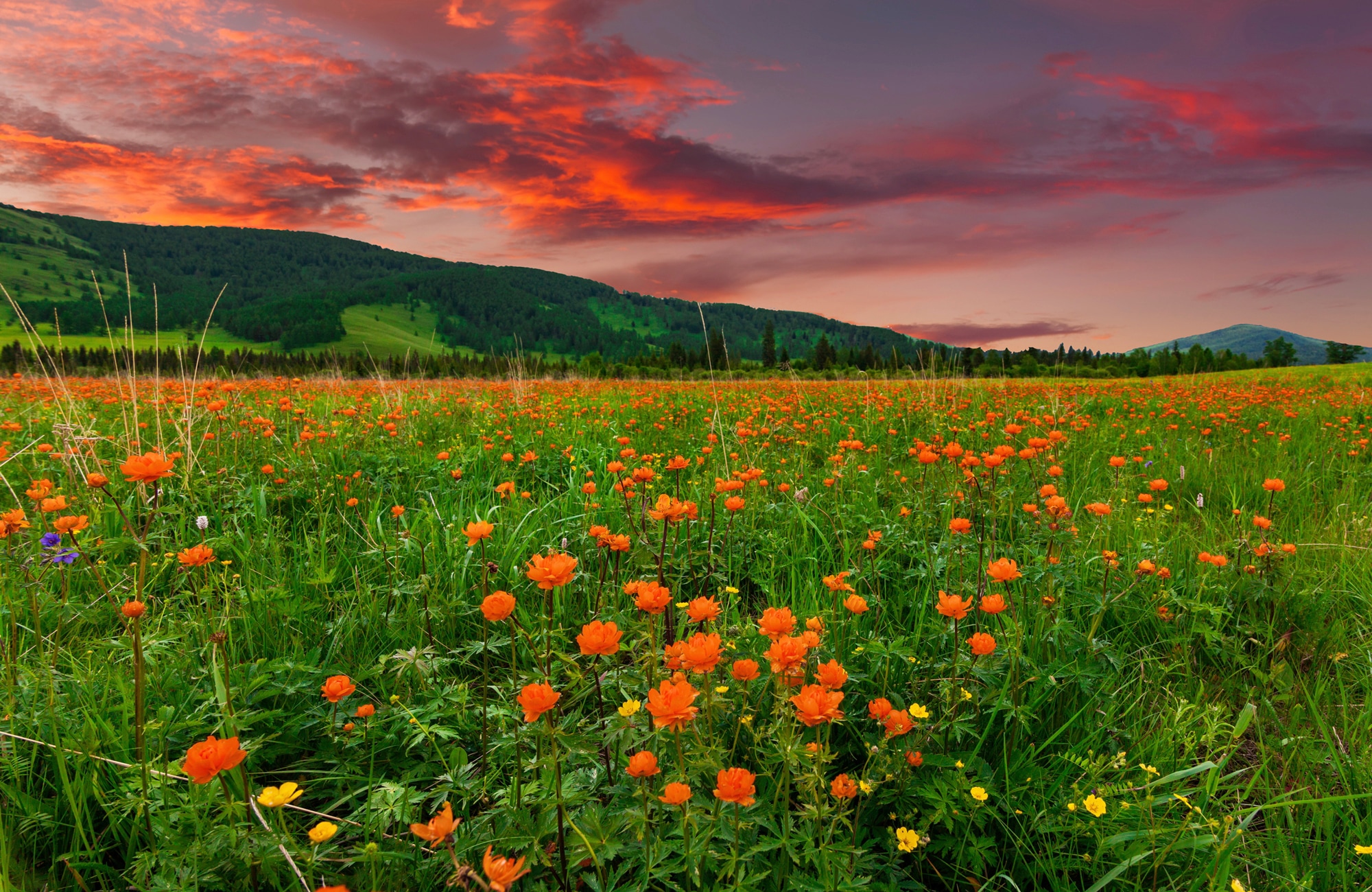 Papermoon Fototapete »BLUMEN-WIESE-GEBIRGE NATUR GRÜN SONNE BERG HIMMEL FEL günstig online kaufen