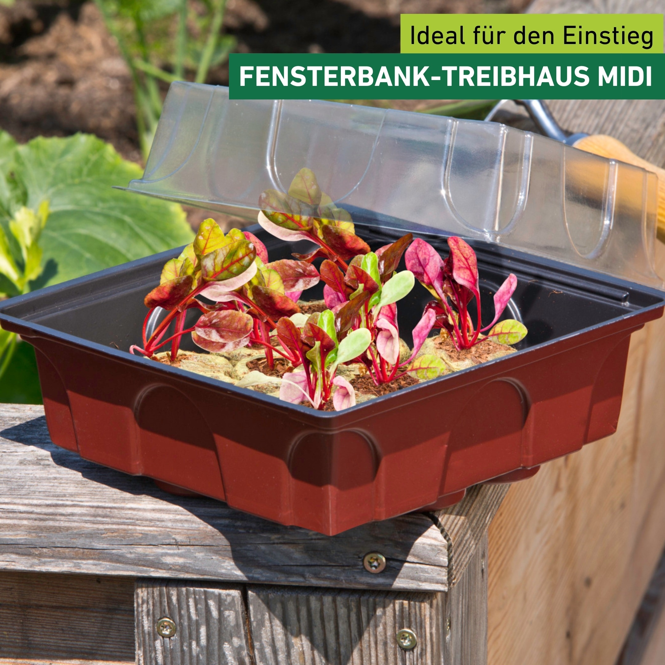 Windhager Gewächshaus »für Fensterbänke, Zimmer-Gewächshaus Indoor« Anzucht Fensterbank-Treibhaus inkl. 12 Quelltabs, 19,5x19x11 cm