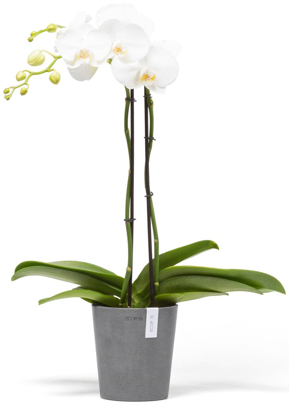 ECOPOTS Blumentopf »Morinda« ØxH: 14,2x16 cm