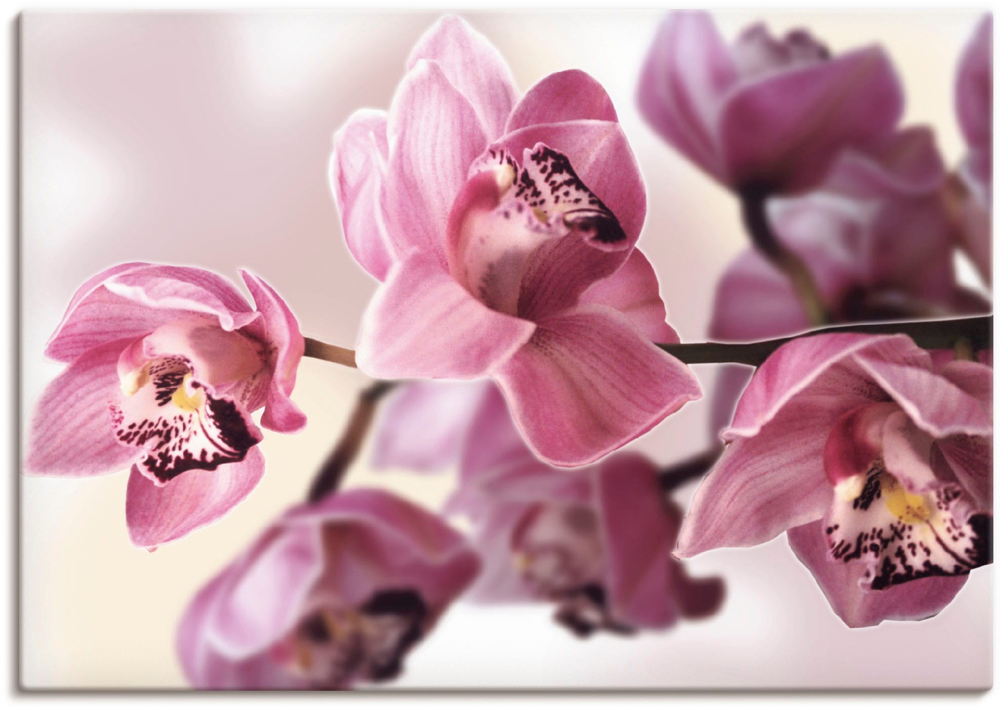Artland Wandbild »Rosa Orchidee« Blumenbilder 1 Stk. tlg. als Alubild, Outd günstig online kaufen