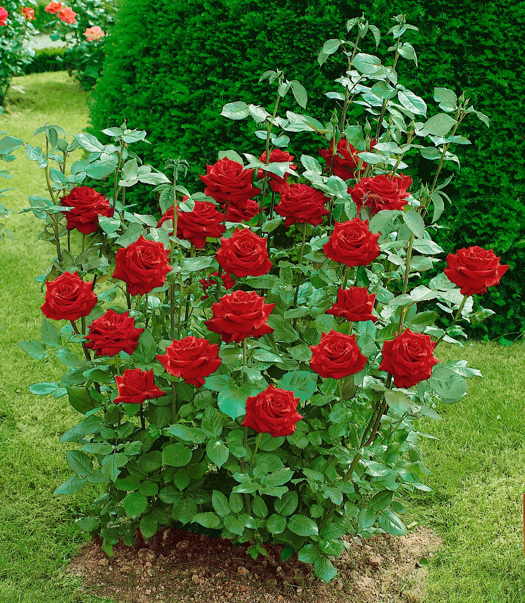BCM Rose »Edelrose 'Ingrid Bergmann'®«, (1 St.), Höhe: 35-40 cm kaufen