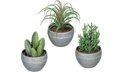 Creativ green Künstliche Zimmerpflanze »Agave«, (1 St.), im Zementtopf auf  Rechnung kaufen