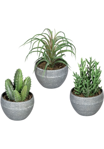 Creativ green Künstliche Zimmerpflanze »Sukkulenten«, (3 St.), im Melamintopf, 3er Set kaufen