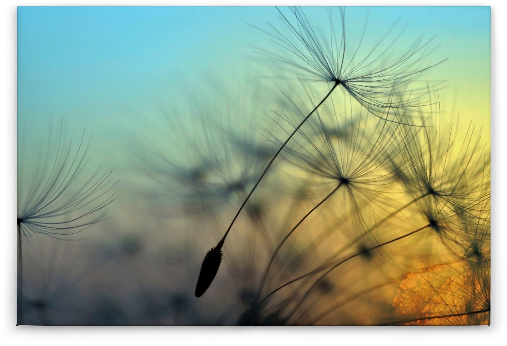 Bricoflor Leinwand Mit Pusteblume In Grau Gold Natur Wandbild Mit Sonnenunt günstig online kaufen
