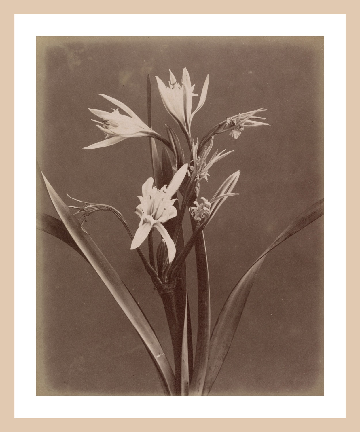 queence Bild mit Rahmen »Marlies« Blumen & Gärten Premium Rahmenbild günstig online kaufen