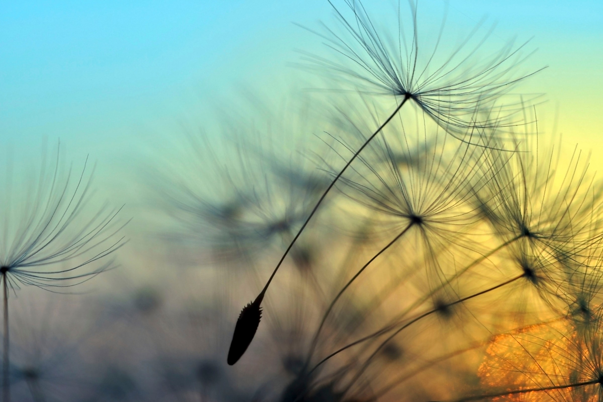 A.S. Création Leinwandbild »Flying Dandelion«, Keilrahmenbild