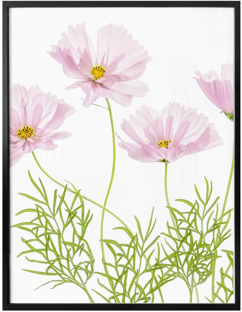 Wall-Art Poster »Sommerblume«, Blumen, (1 Raten St.) auf bestellen