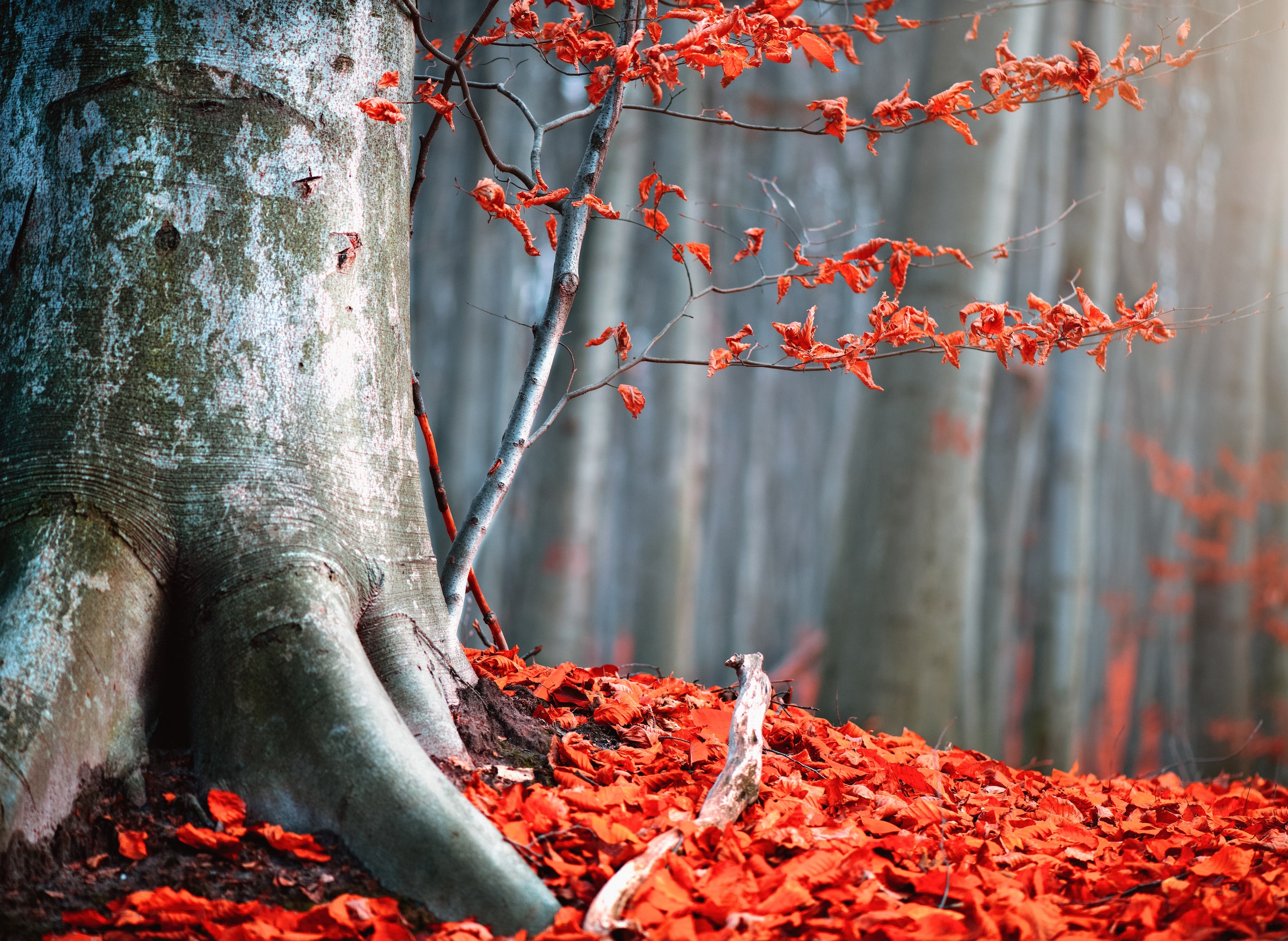 Papermoon Fototapete »Old Autumn Tree« glatt günstig online kaufen