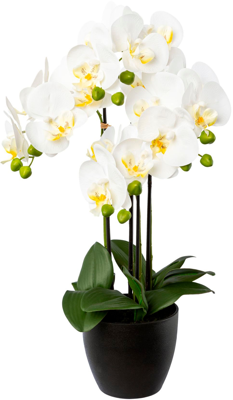 Creativ green Kunstorchidee »Phalaenopsis im Resintopf«, mit  Real-Touch-Blüten auf Rechnung kaufen