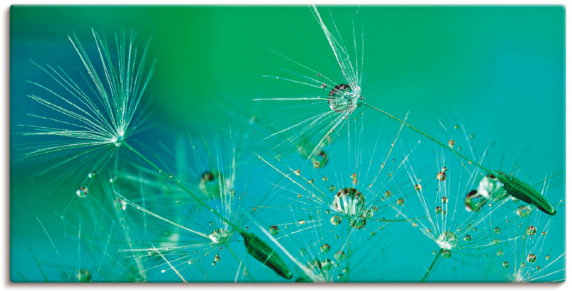 Artland Wandbild »Glitzernde Pustblumen mit Wassertropfen«, Blumen, (1 St.) günstig online kaufen