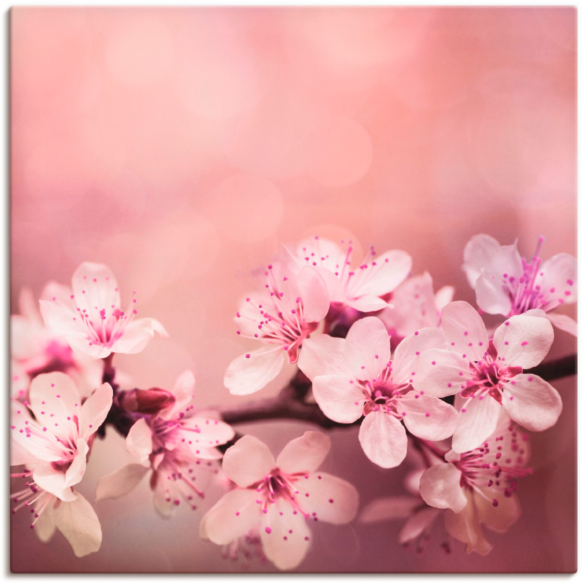 Artland Wandbild »Kirschblüten« Blumen 1 Stk. tlg. als Alubild, Outdoorbild günstig online kaufen