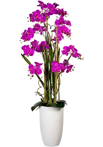 Creativ green Kunstorchidee »Deko-Orchidee Phalaenopsis XXL im Keramiktopf«, (1 St.) kaufen