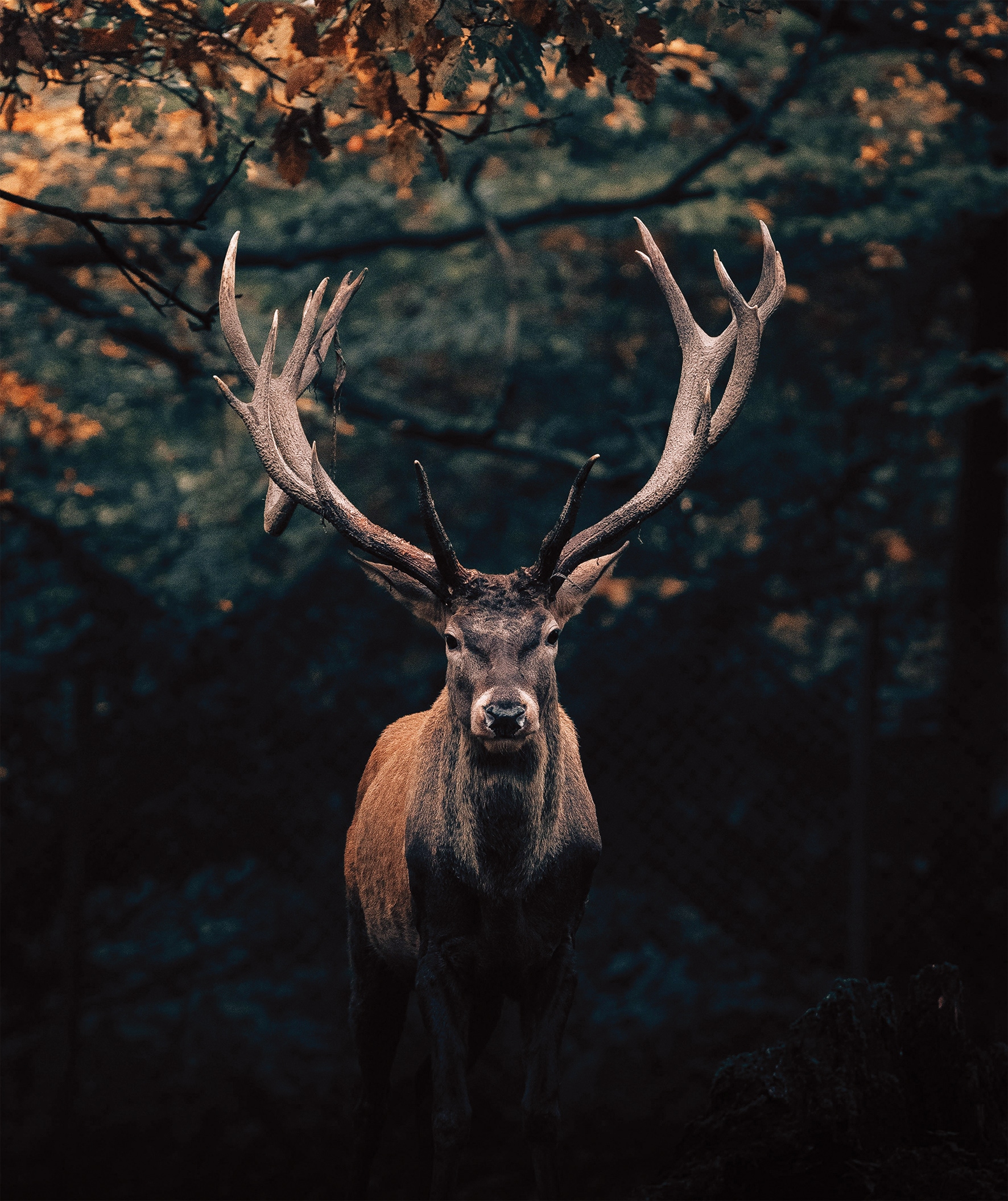 Bönninghoff Leinwandbild, Hirsch-Hirschbilder-Hirsche-Rehe-Tiere-Wildtiere- günstig online kaufen