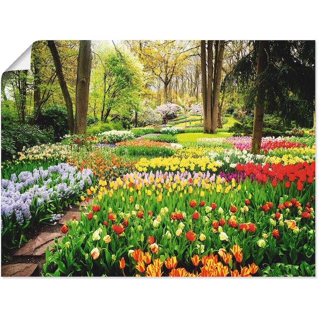 Artland Wandbild »Tulpen Garten Frühling«, Blumenwiese, (1 St.) auf  Rechnung kaufen