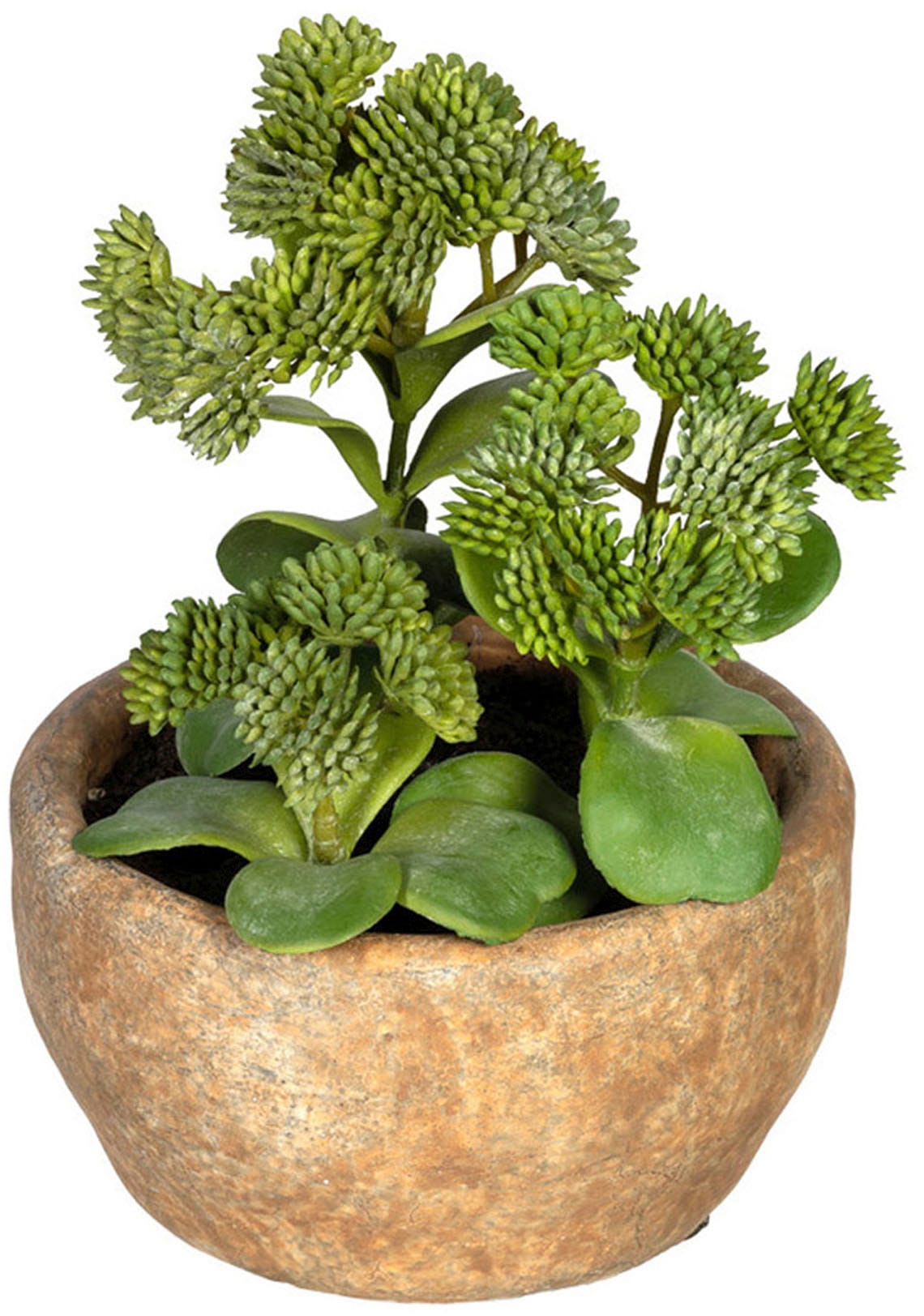 Creativ green Künstliche Zimmerpflanze »Sukkulenten Rechnung Set im 2er bestellen Zementtopf, Sedum auf und Aloe«