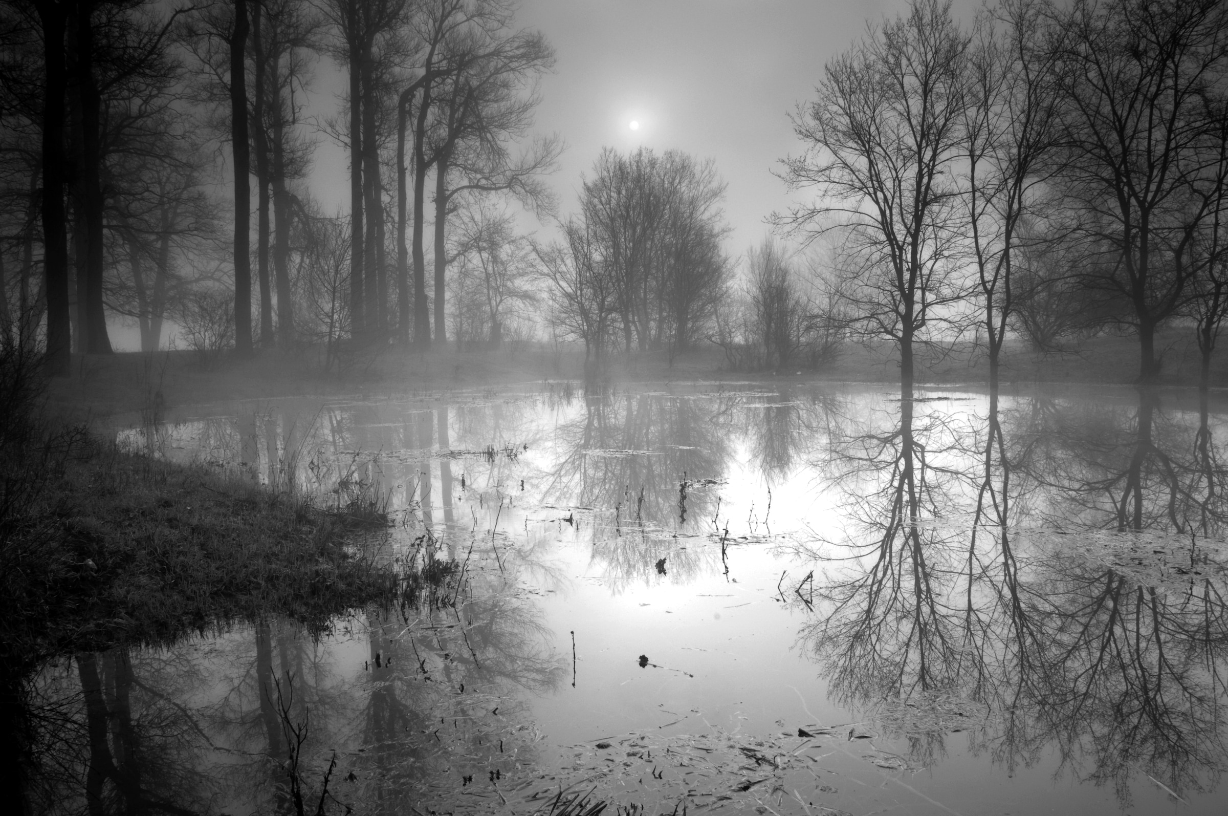 Papermoon Fototapete »See im Wald Schwarz & Weiß« günstig online kaufen