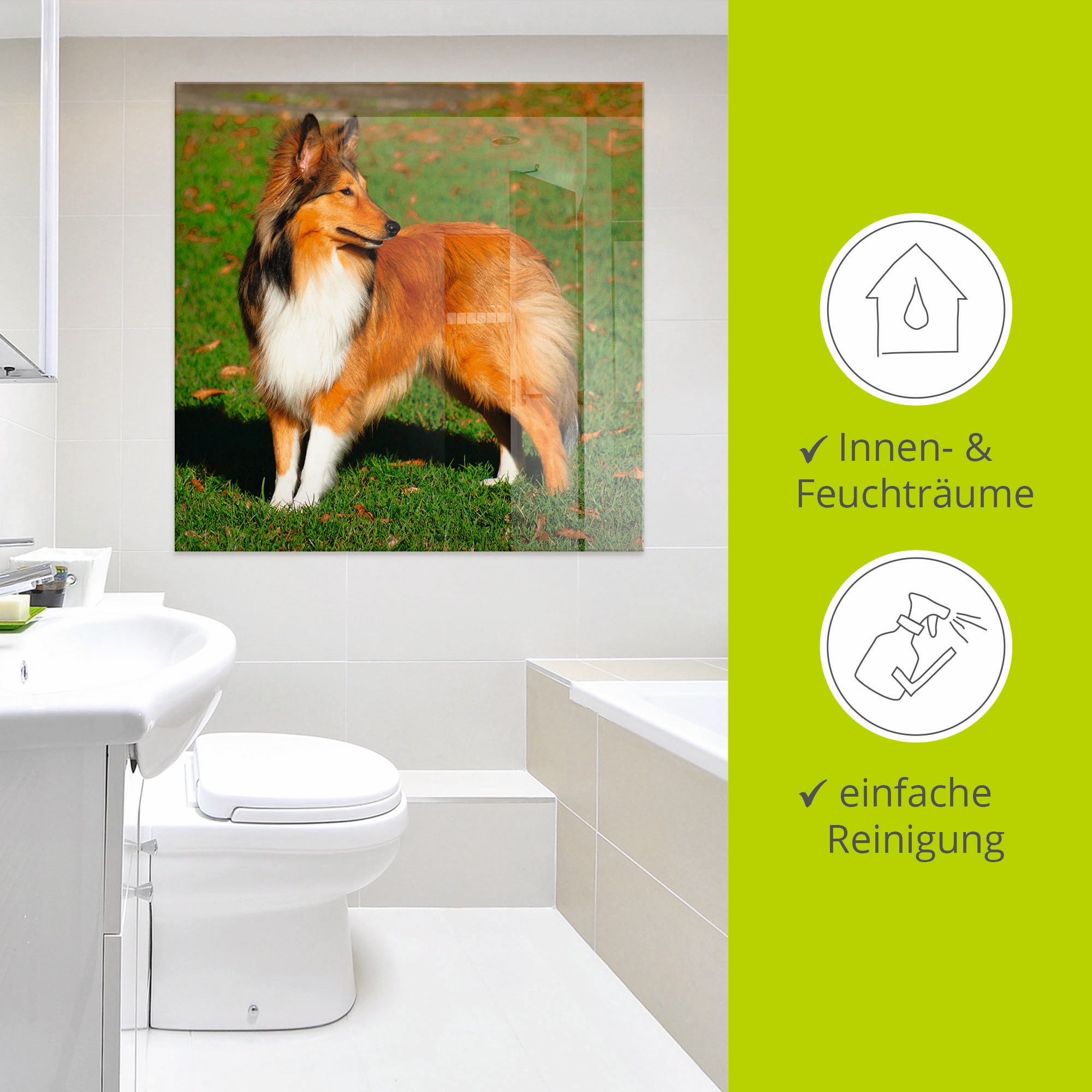 Artland Glasbild »Amerikanischer Collie«, Haustiere, (1 St.), in verschiedenen Größen