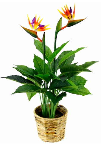 I.GE.A. Kunstpflanze »Strelitzienpflanze in Wasserhyazinthentopf«, (1 St.) kaufen