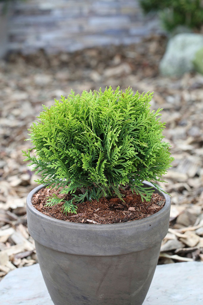 BCM Hecken »Lebensbaum 'Danica'«, (3 St.), Höhe: 15-20 cm, 3 Pflanzen kaufen