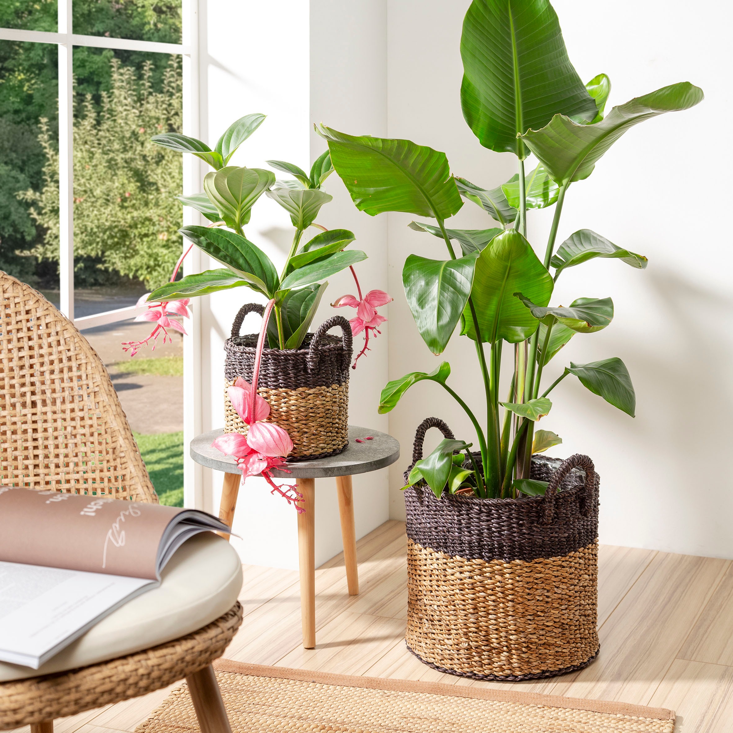 Scheurich Blumentopf »nut brown 33/516«