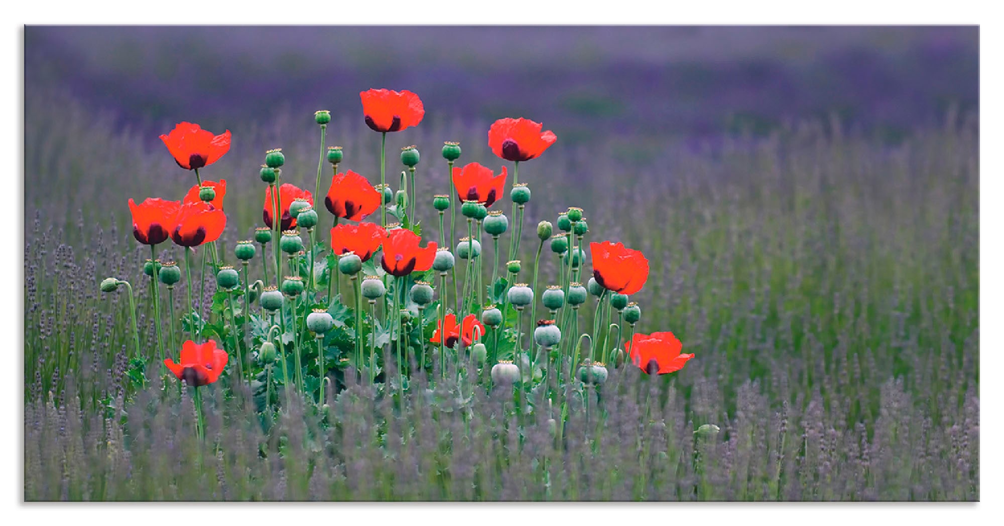 Artland Küchenrückwand »Lavendelfarm in Sequim - Mohnblumen«, (1 tlg.), Alu günstig online kaufen