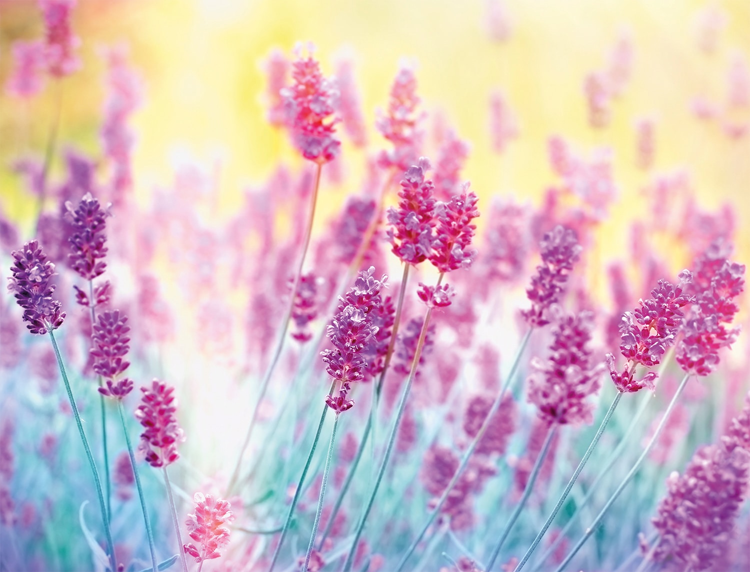 Papermoon Fototapete »Lavender Flower« glatt günstig online kaufen