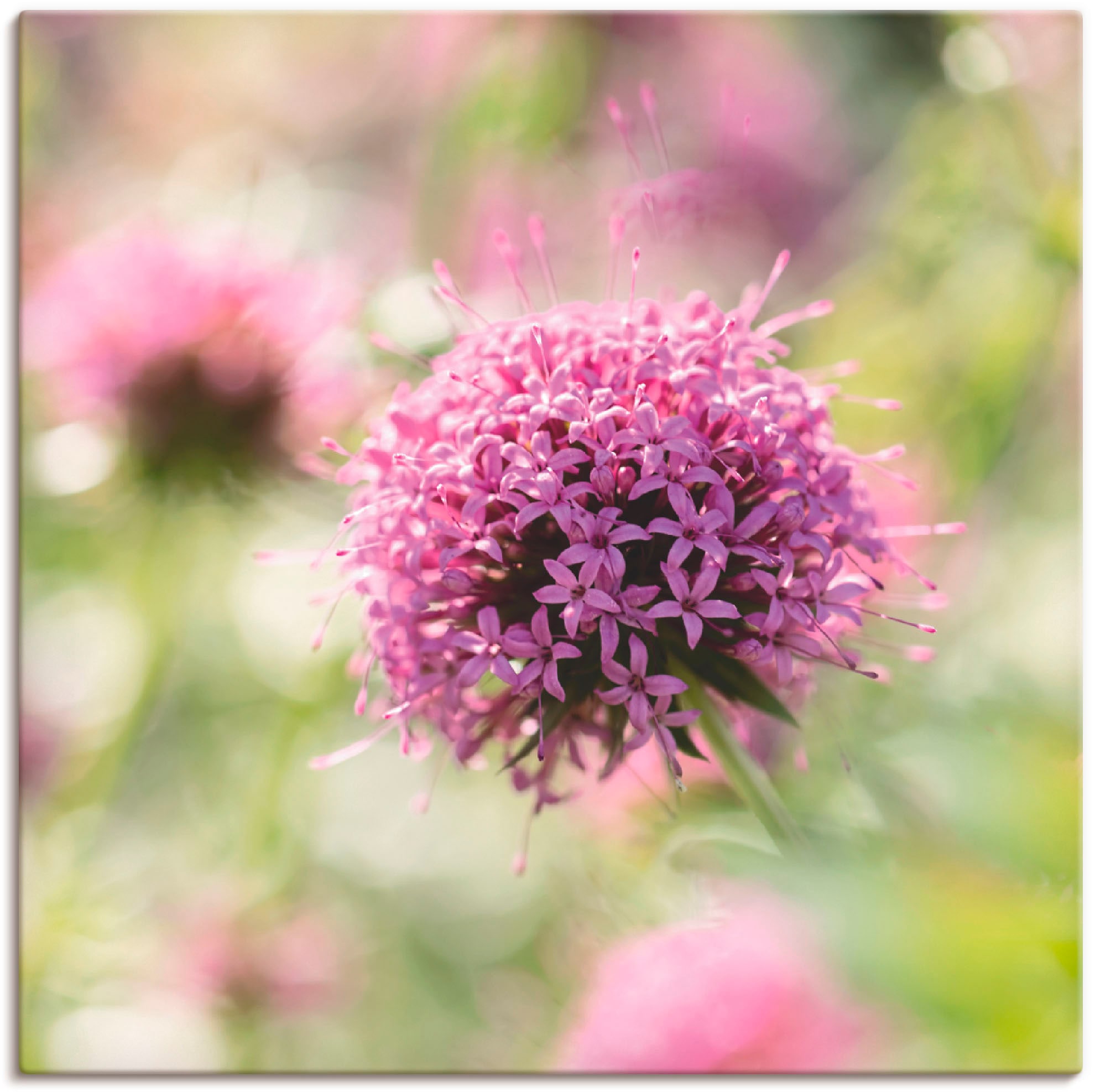 Artland Wandbild »Lila Blüte im Gegenlicht«, Blumen, (1 St.), als Leinwandb günstig online kaufen