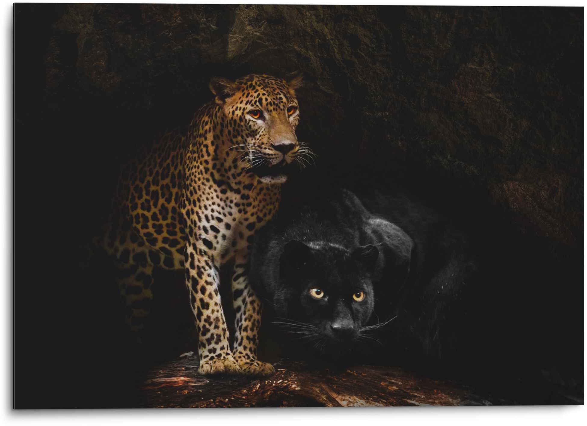 Reinders Wandbild "Aluminium Wandbild Raubtiere Panther - Cougar - Katzen - günstig online kaufen