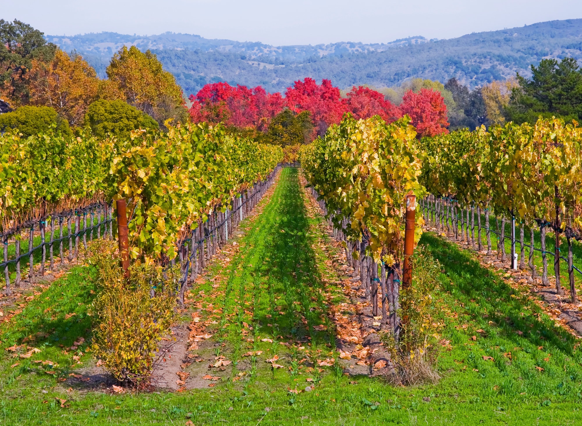 Papermoon Fototapete »WEINBERG IM HERBST-WINZER REBE WEIN GEBIRGE FELD WIES günstig online kaufen