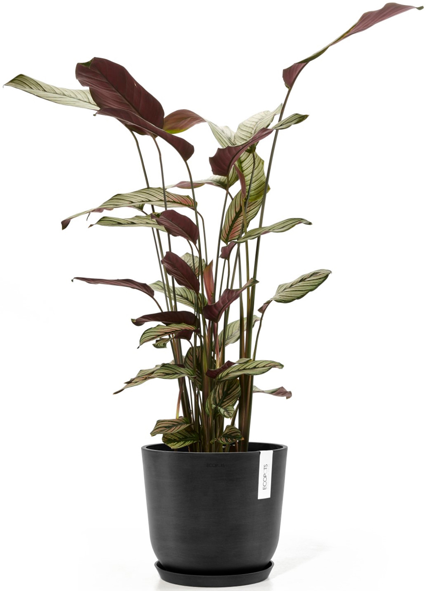 ECOPOTS Blumentopf »Oslo 25 + Wassersystem Dunkelgrau«, für innen und außen: frostsicher, bruchsicher und lichtbeständig