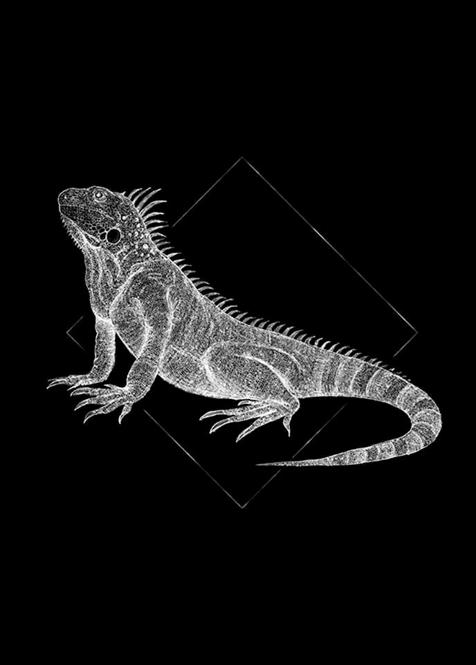 Komar Bild »Iguana Black«, Tiere, (1 St.), Wandbild zur Dekoration - ohne Rahmen
