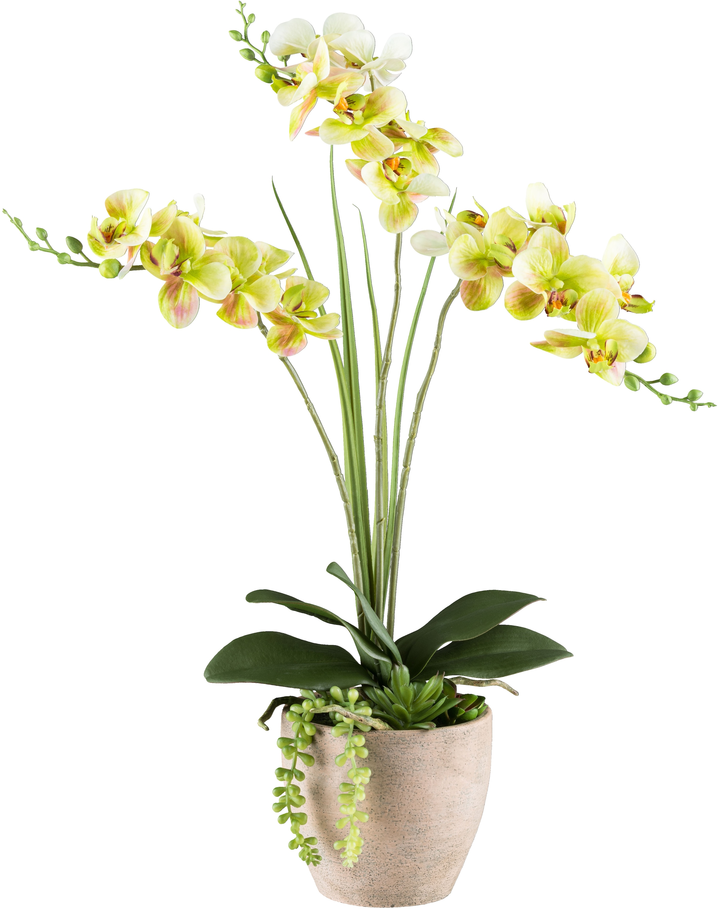 Creativ green Kunstorchidee »Orchidee Phalaenopsis«, mit Sukkulenten und Gr günstig online kaufen