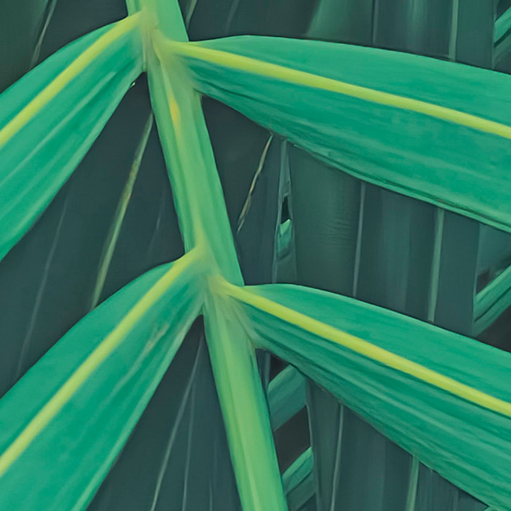 Komar Fototapete »Digitaldruck Vlies - Foggy Fern - Größe 400 x 250 cm«, bedruckt, Wohnzimmer, Schlafzimmer
