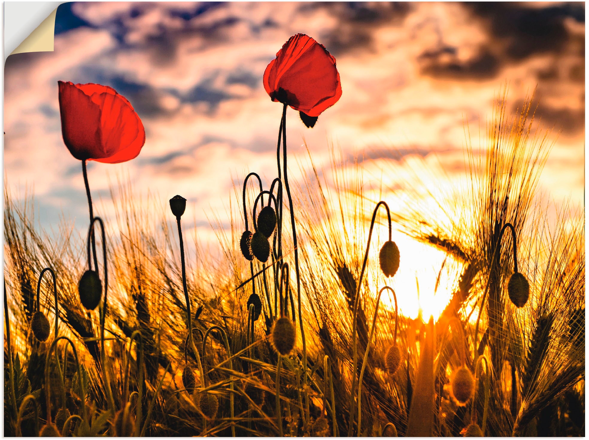 Artland Wandbild "Mohnblumen im Sonnenuntergang", Blumen, (1 St.), als Alub günstig online kaufen