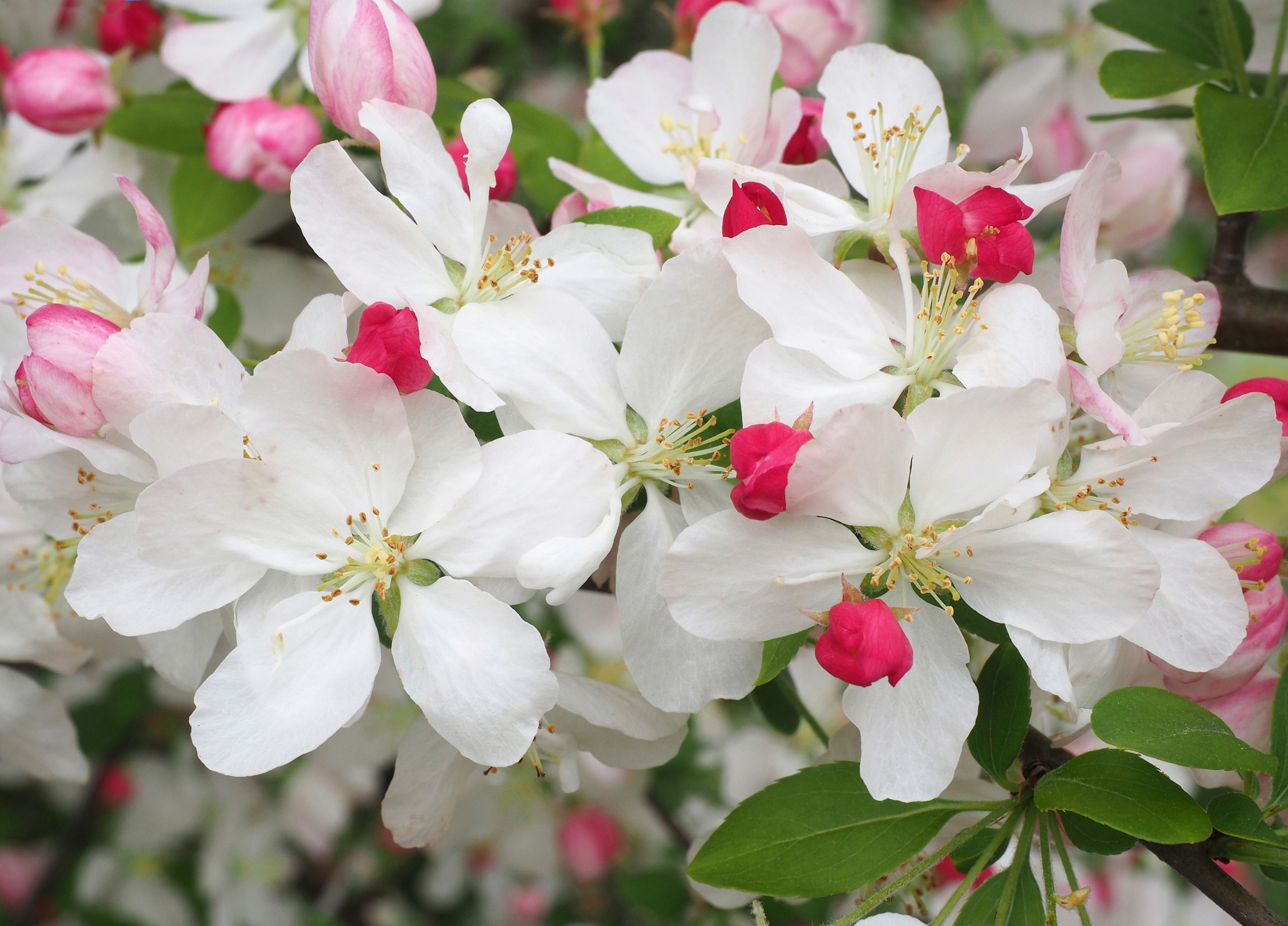 Papermoon Fototapete »WEIßE KIRSCH-BLÜTEN-BLUMEN PFLANZEN DEKOR NATUR MUSTE günstig online kaufen