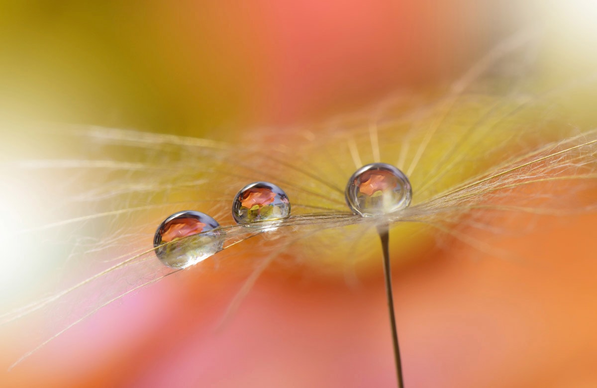 Papermoon Fototapete »Zen Wassertropfen mit Blume Makro« günstig online kaufen