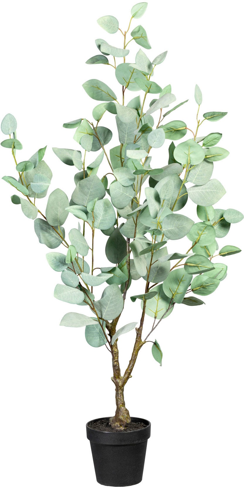 Künstliche Zimmerpflanze »Eukalypthus«