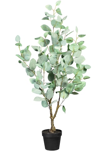 Künstliche Zimmerpflanze »Eukalypthus«