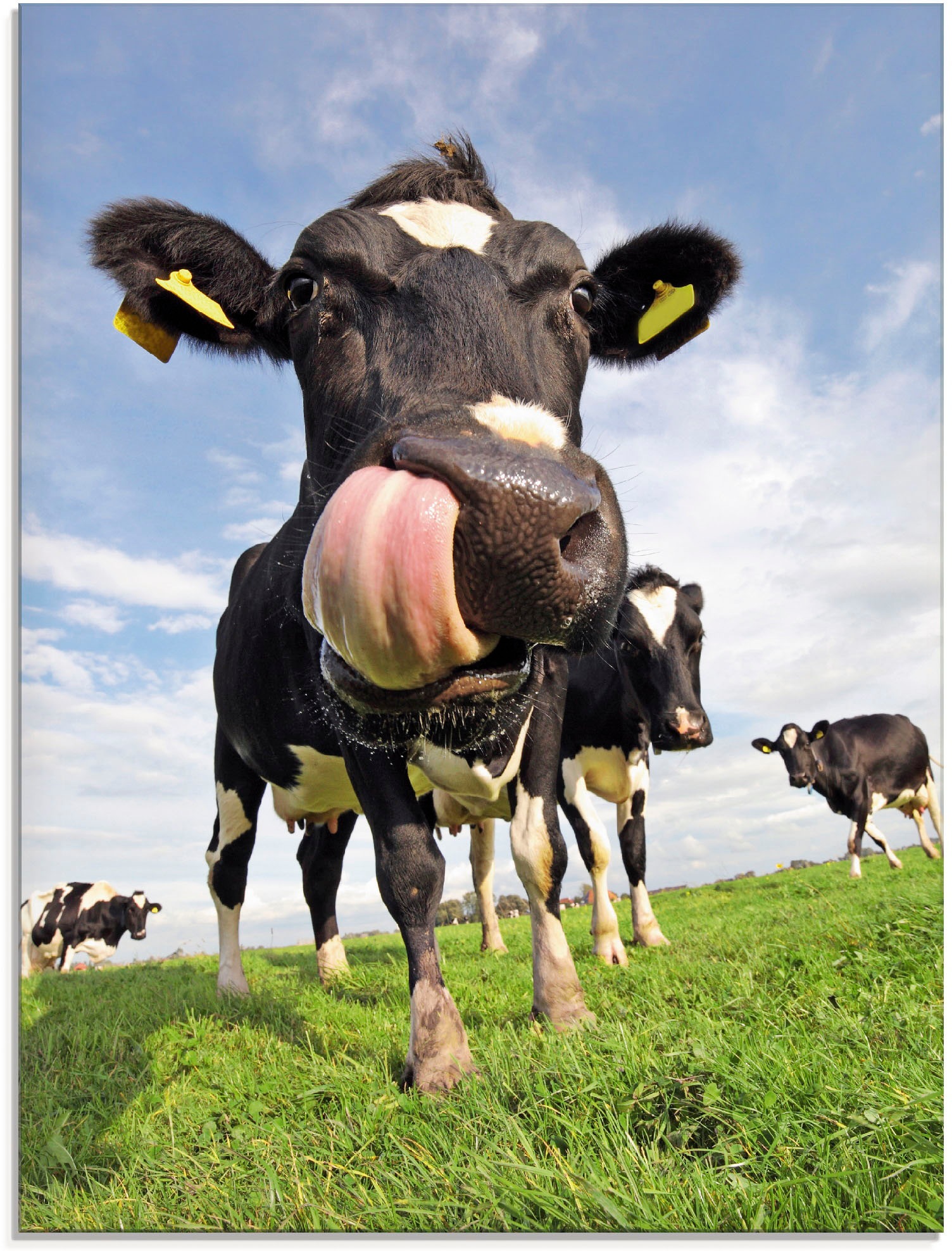 Artland Glasbild »Holstein-Kuh mit gewaltiger Zunge«, Haustiere, (1 St.), i günstig online kaufen