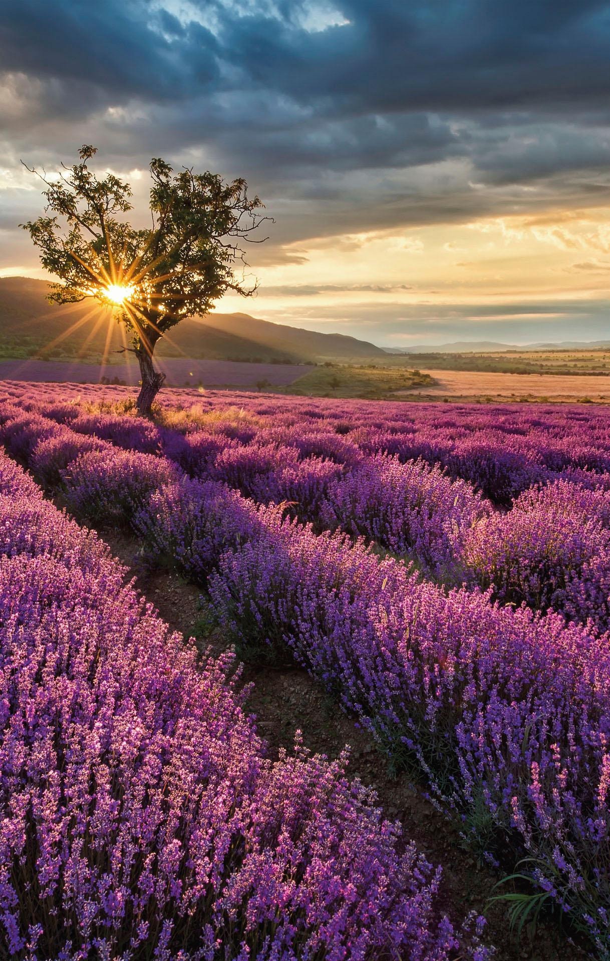 Wall-Art Vliestapete »Lavendelblüte in der Provence«, made in Berlin günstig online kaufen