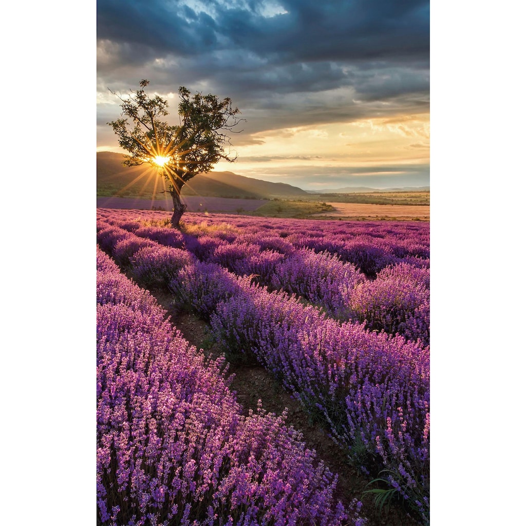 Wall-Art Vliestapete »Lavendelblüte in der Provence«