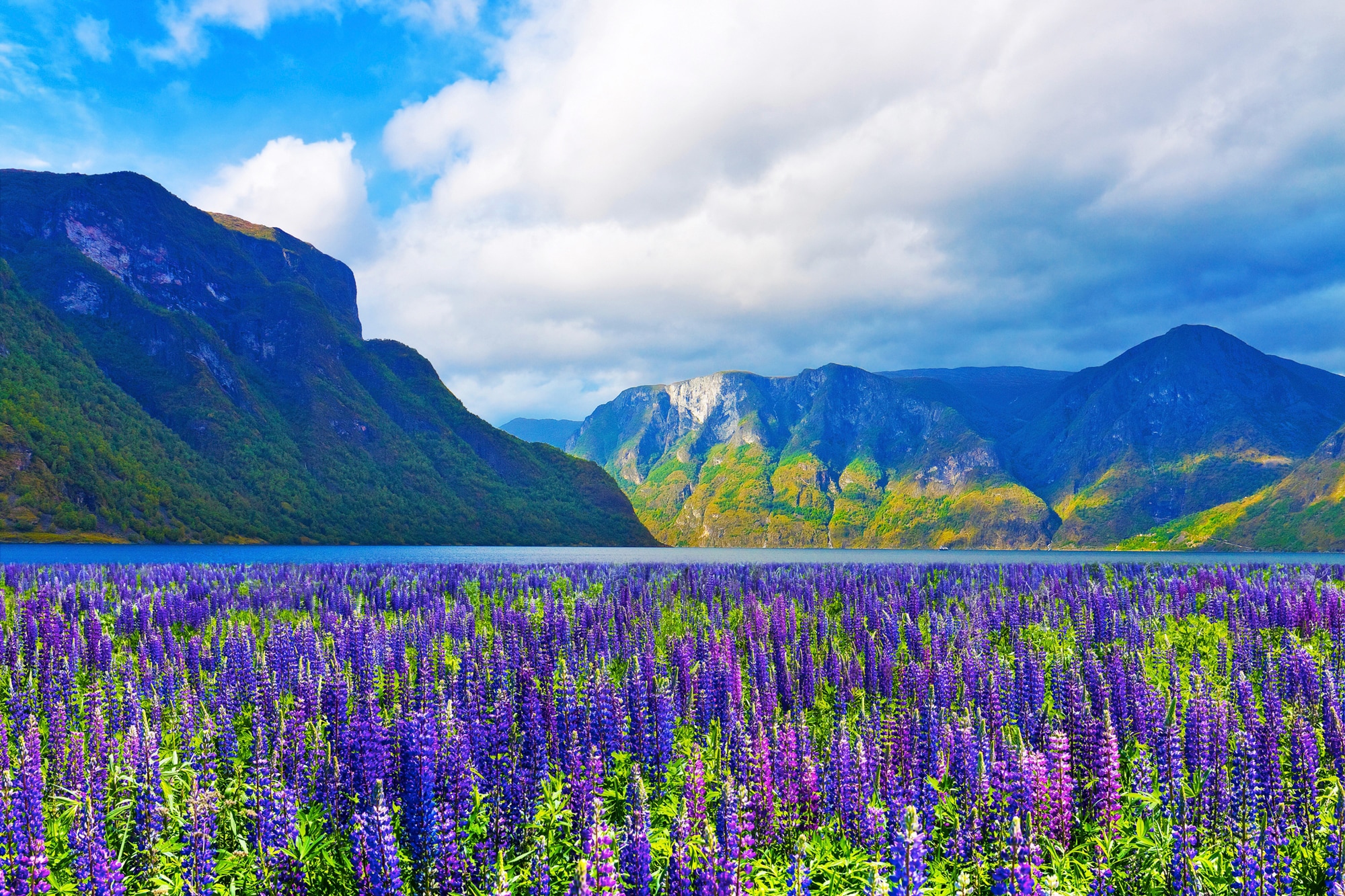 Papermoon Fototapete »FJORD-NORWEGEN GEBIRGE BLUMEN SONNE WALD FLUSS BÄUME« günstig online kaufen