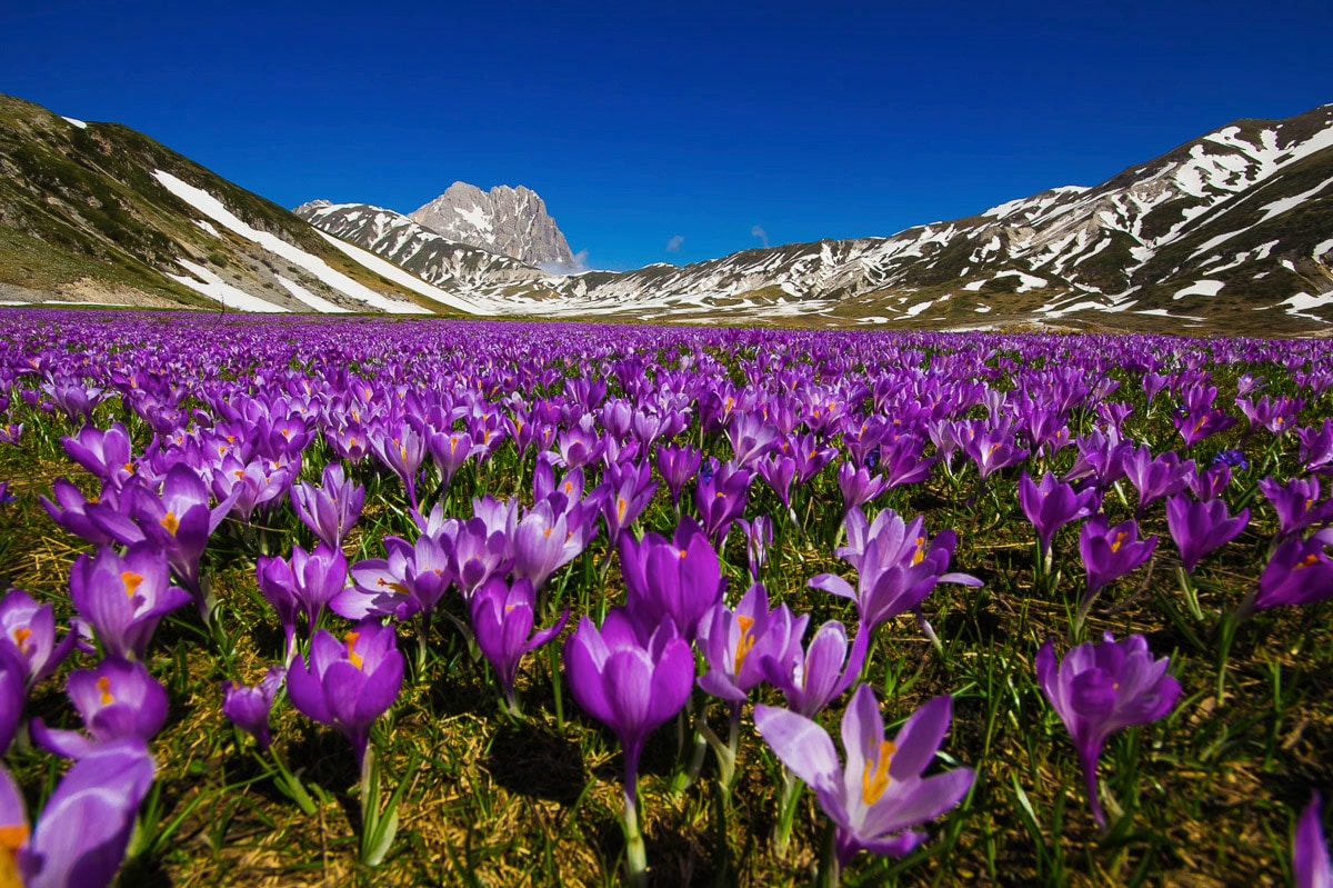 Papermoon Fototapete »Blumenwiese« günstig online kaufen