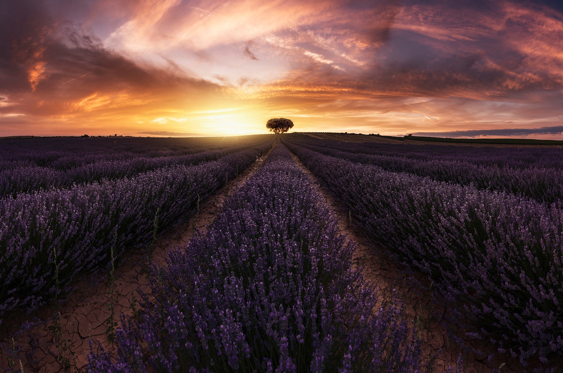 Papermoon Fototapete »Photo-Art JORGE RUIZ DUESO, LAVENDEL-SONNENUNTERGANG« günstig online kaufen