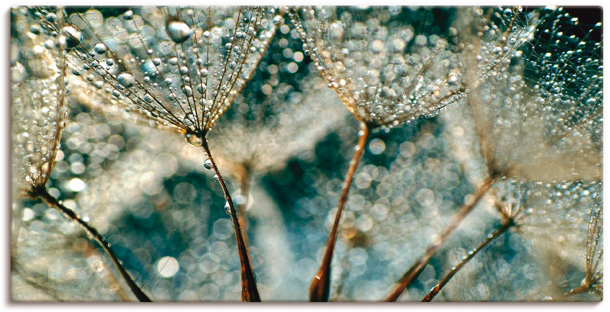 Artland Wandbild »Pusteblume Regenschauer« Blumen 1 Stk. tlg. als Alubild, günstig online kaufen