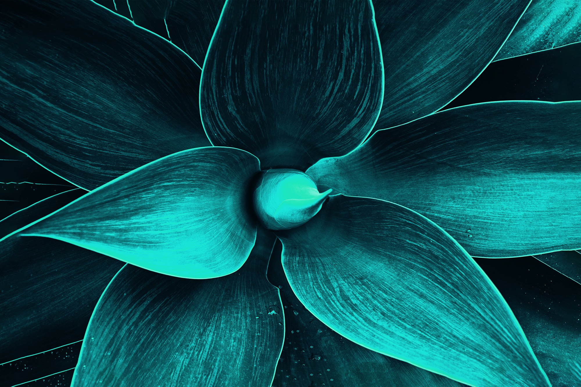 queence Leinwandbild »Susi« Blumenbilder   Blätter   Blätterbilder 1 Stk. t günstig online kaufen